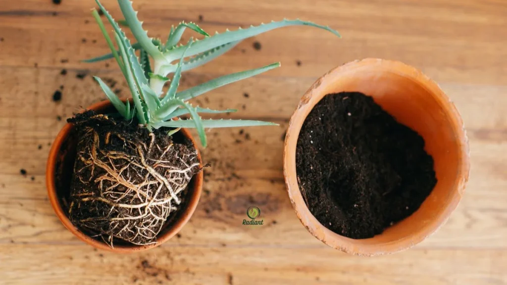 Placing Aloe in a New Pot