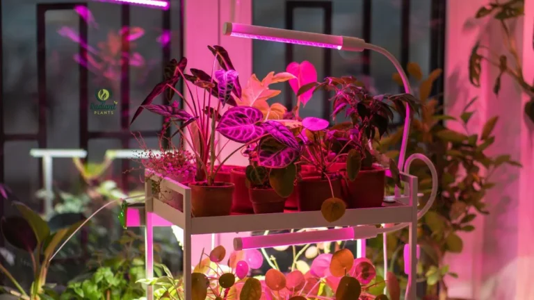 Best Indoor Plants with Grow Lights