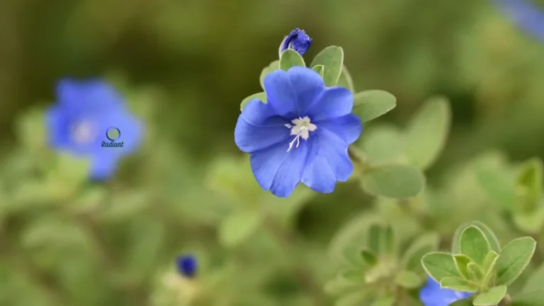 Trailing Blue My Mind plant cascading from a hanging container with bright blue flowers.