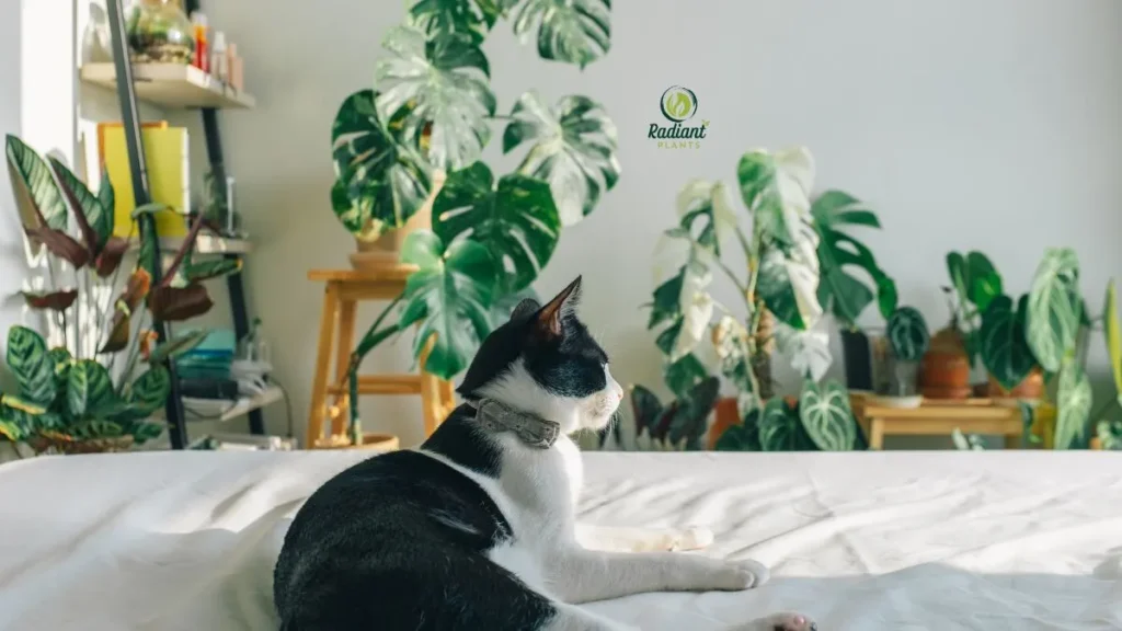 Cat Safe Indoor Plants for Pet-Friendly Homes