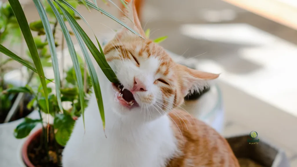 Non-Toxic Houseplants Safe for Cats