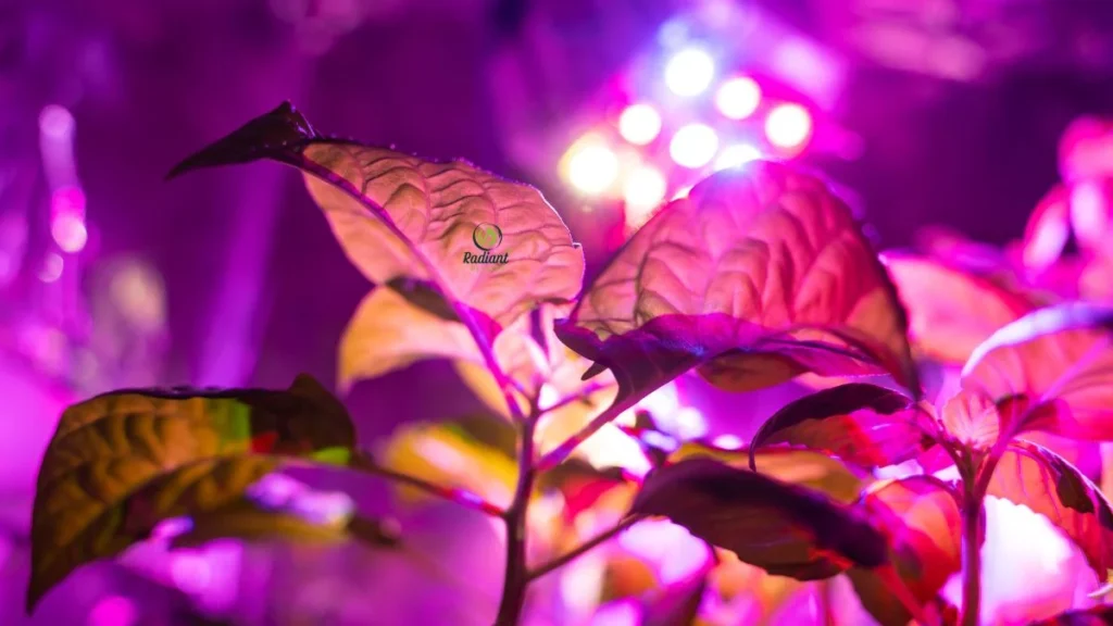 Full-Spectrum Grow Light with UV