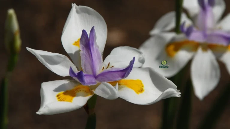 African iris plant in full sun