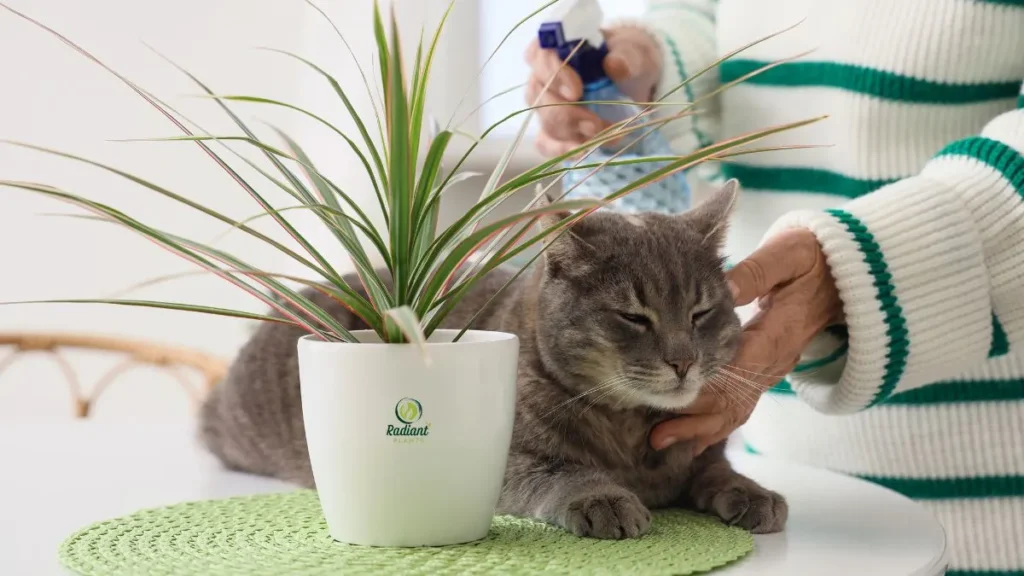 Indoor Plants Cats Can Safely Explore
