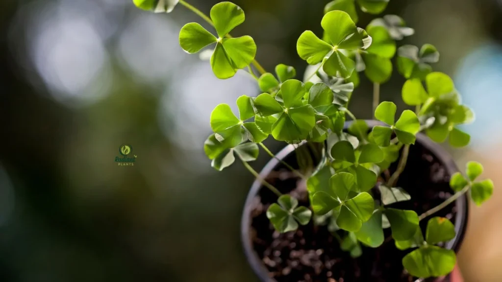 4 Leaf Clover Plant in a Decorative Pot