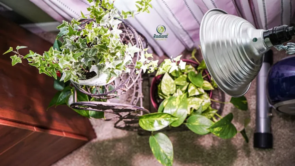 Indoor Plants Thriving Under Grow Lights