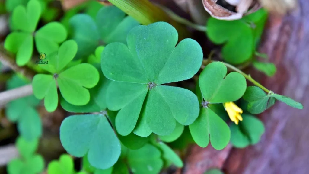 Oxalis Tetraphylla Close-Up Foliage