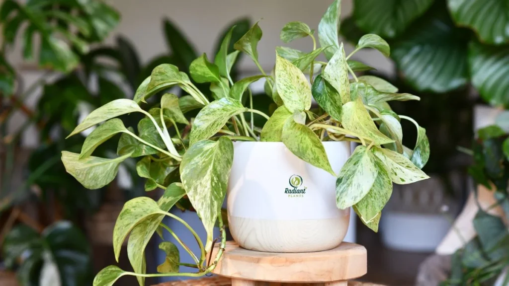 Marble Queen pothos plant trailing in a white pot
