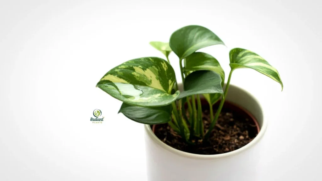 Indoor Marble Queen pothos styling inspiration