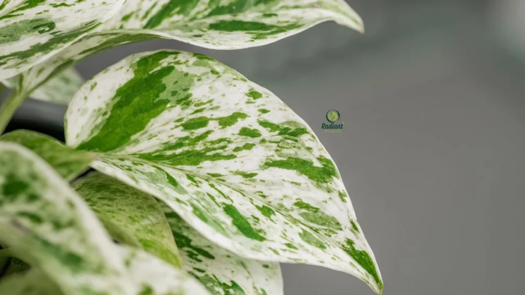Close-up of Marble Queen pothos leaves