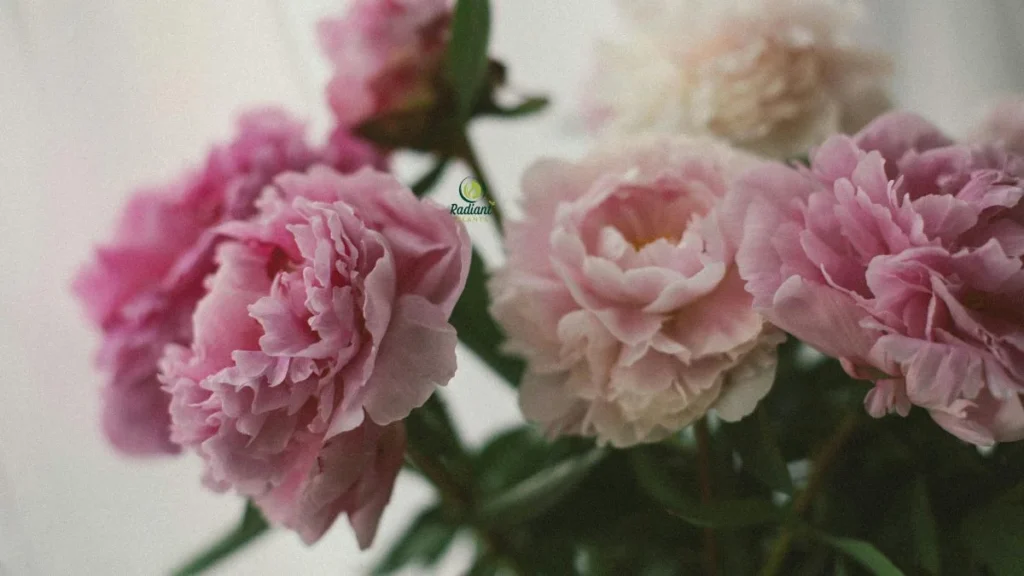 Mature Peony Plant Sarah Bernhardt
