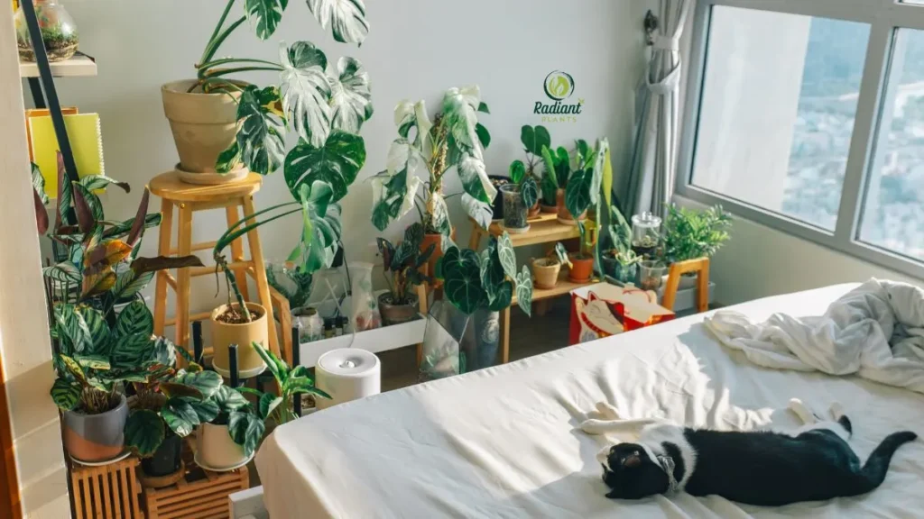 Non-Toxic Houseplants Safe for Cats