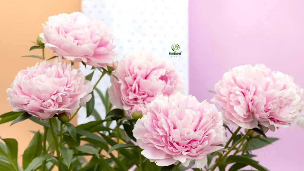 Peony Plant Sarah Bernhardt in Full Bloom