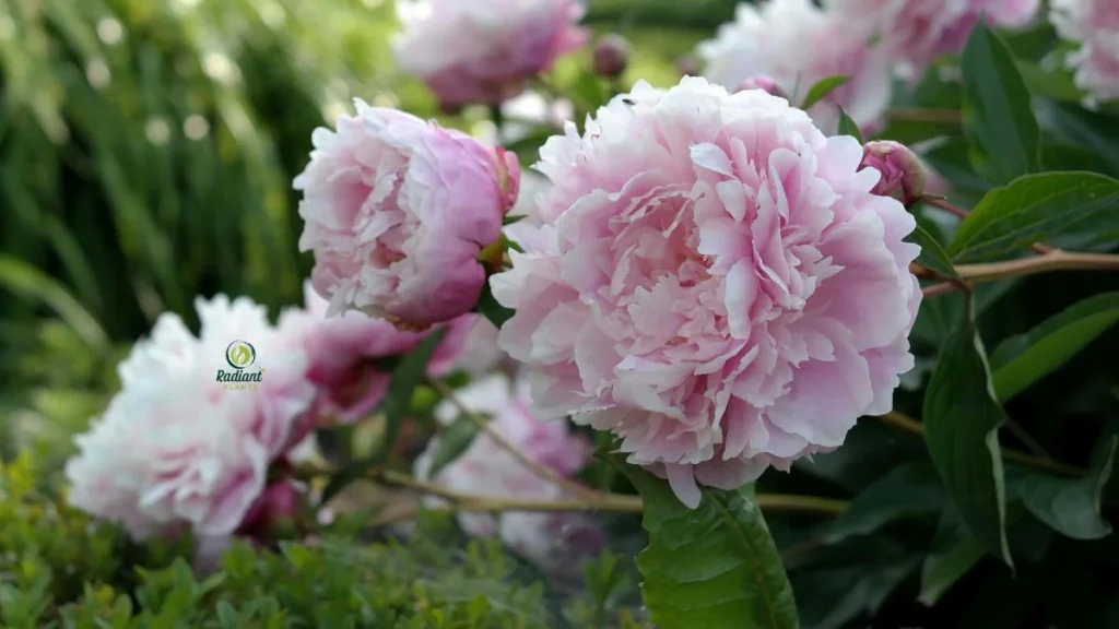 Pink Blooms of Peony Plant Sarah Bernhardt