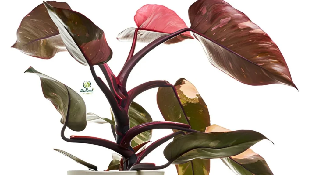 Rare Pink Philodendron Plant Close-Up