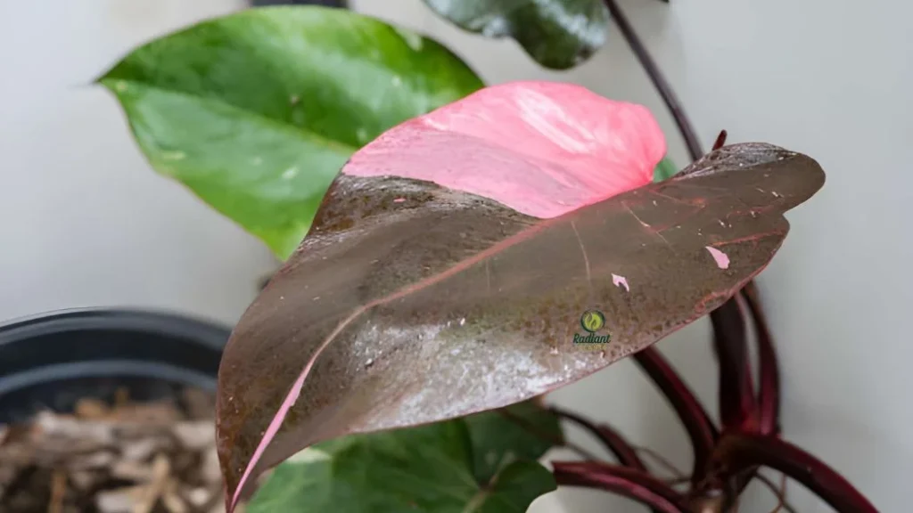 Rare Pink Philodendron Houseplant