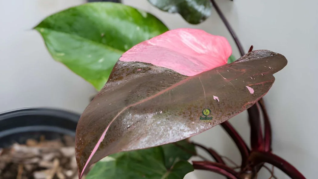 Rare Pink Philodendron Houseplant