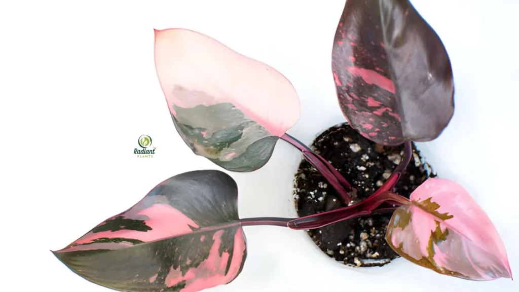 Plants Pink Philodendron Rare varieties