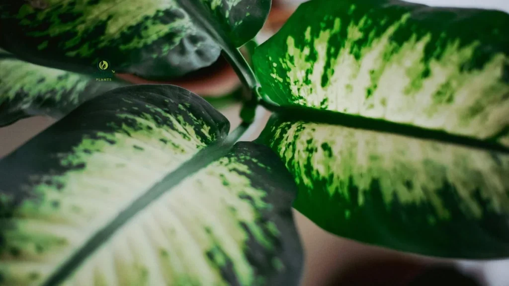 Big-Leaf Tropical Indoor Plants