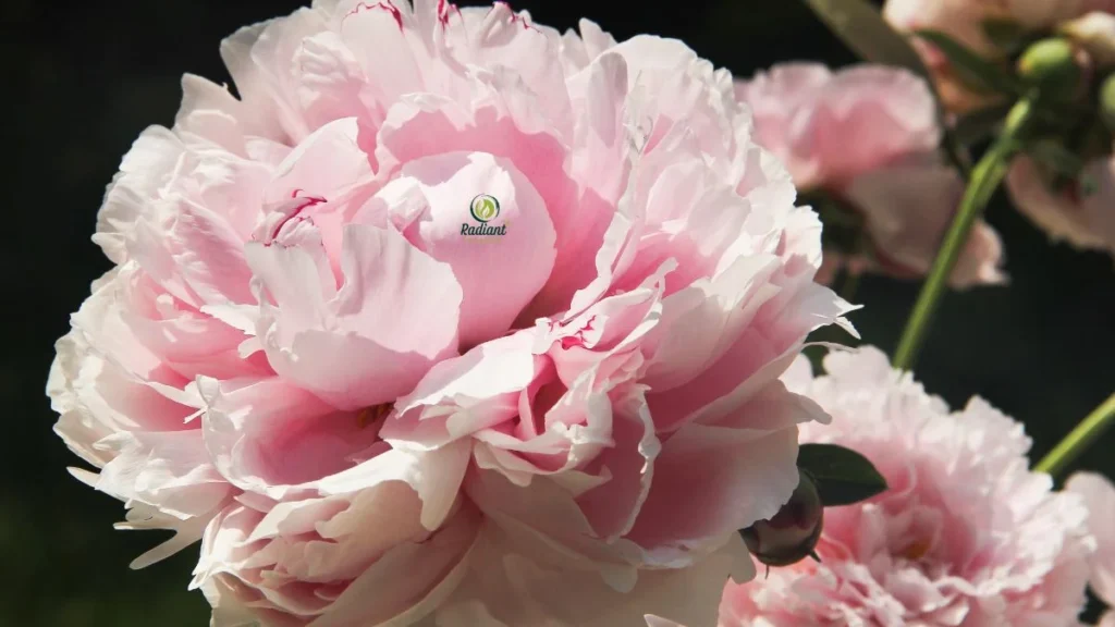 Sarah Bernhardt Peony Growing in Garden