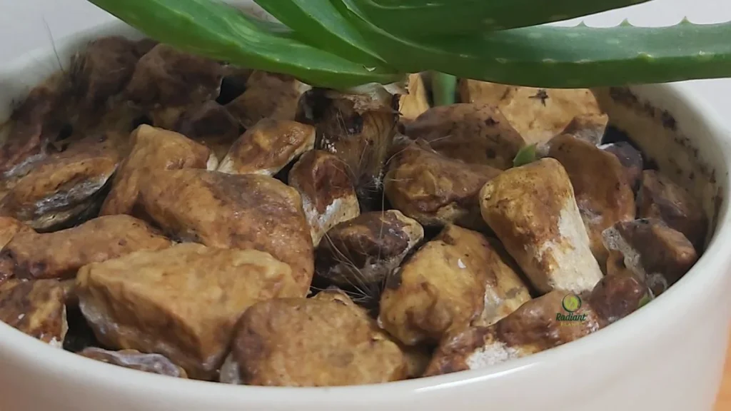 How to Repot Aloe Plants Properly