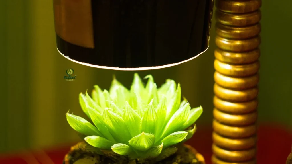 UV Grow Light for Houseplants
