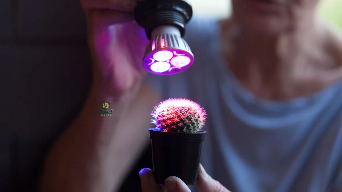 UV Light Setup for Indoor Gardening