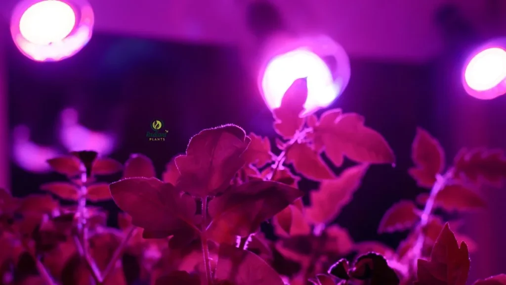 UVA and UVB Light for Plant Growth