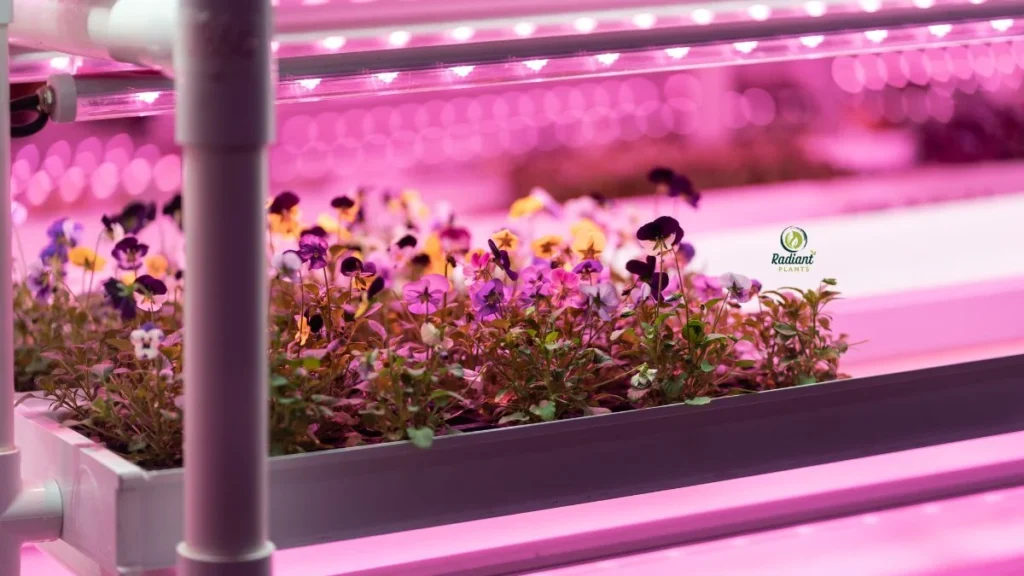 Using a UV Lamp for Plant Growth