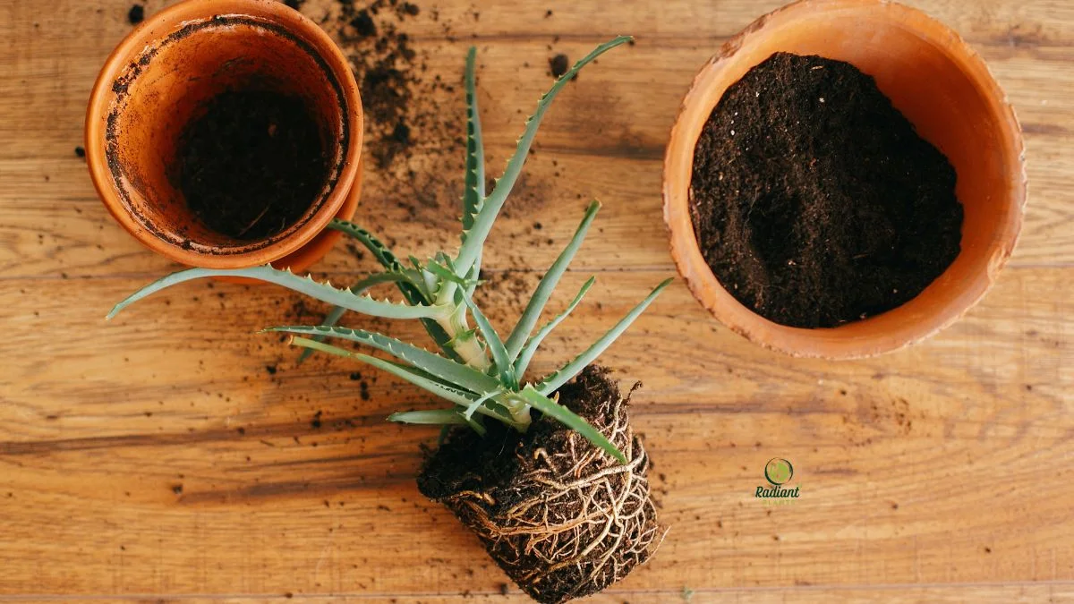 Placing Aloe in a New Pot