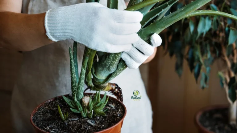 how do you repot aloe plants