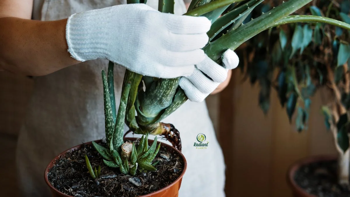 how do you repot aloe plants