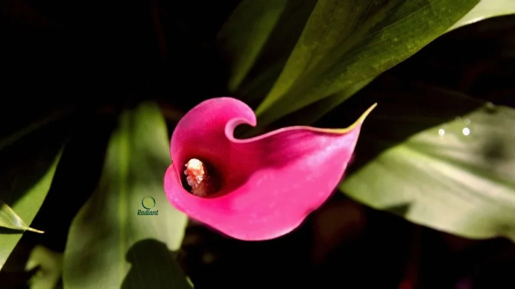 Vibrant Purple Calla Lily Flower