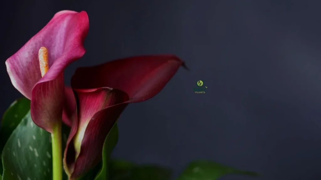 Potted Purple Calla Lily for Home Decor