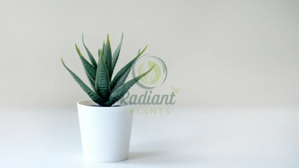 Aloe Vera Aloe vera