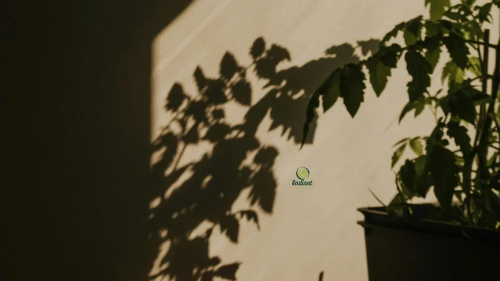 Annual Plants for Shade