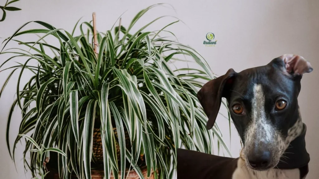 Are spider plants poisonous to dogs if eaten?