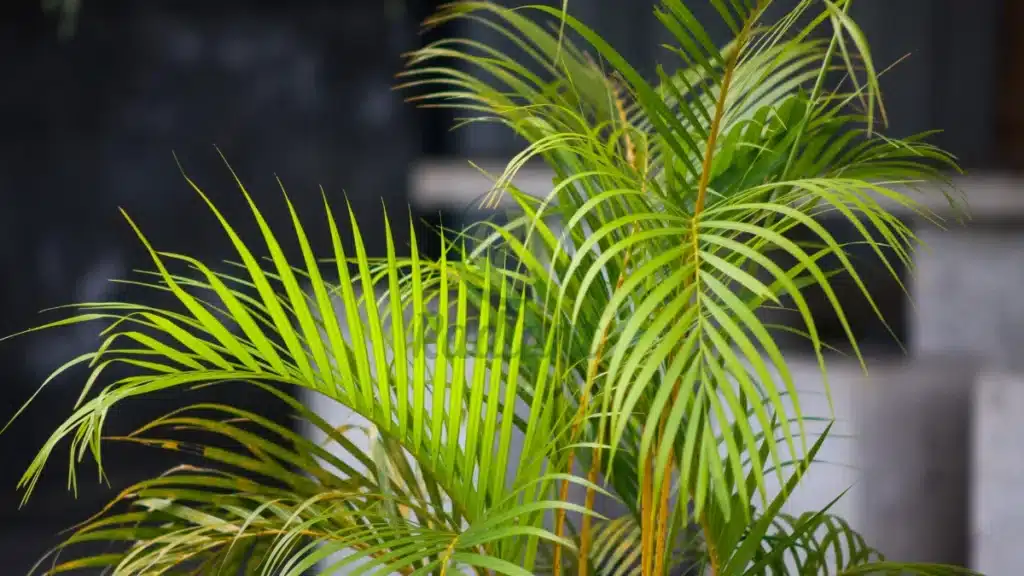 Areca Palm Dypsis lutescens