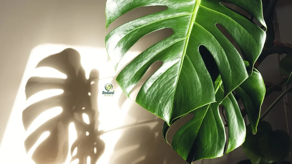 Authenticating Monstera Deliciosa Variegated Plant