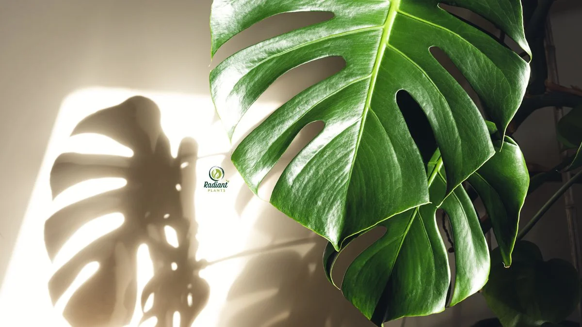 Authenticating Monstera Deliciosa Variegated Plant