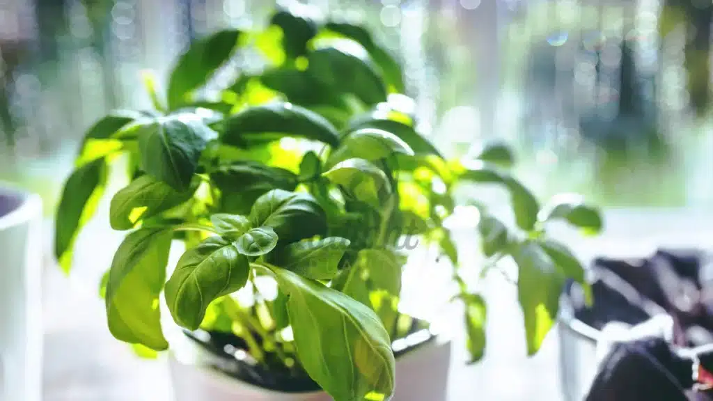Basil Ocimum basilicum