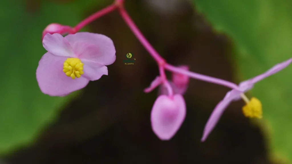 Begonia