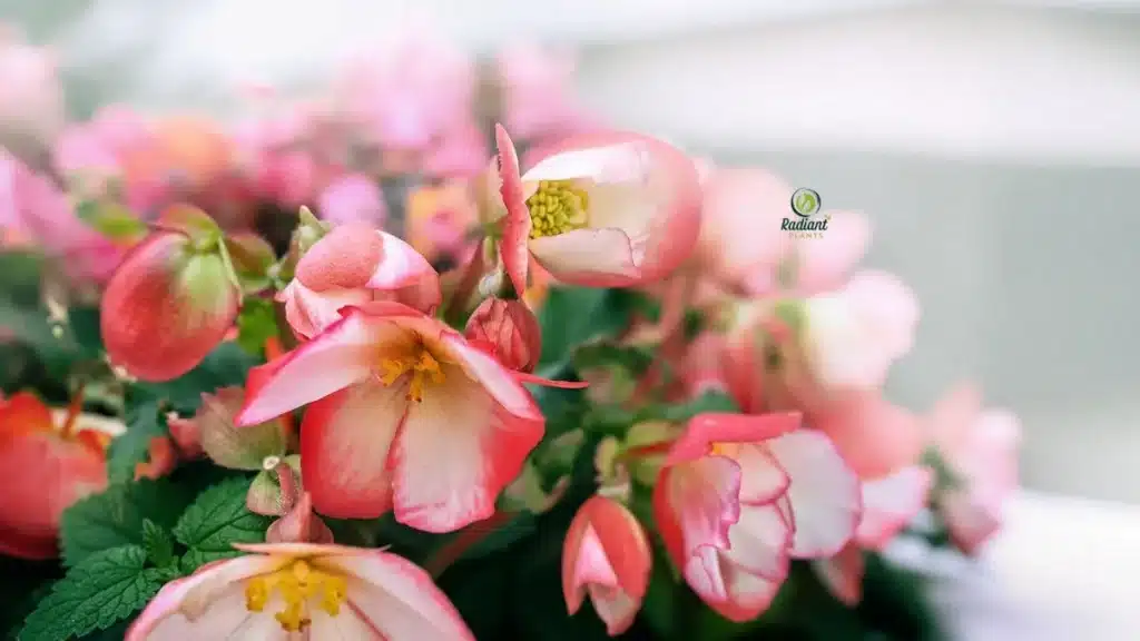 Begonia Container Varieties