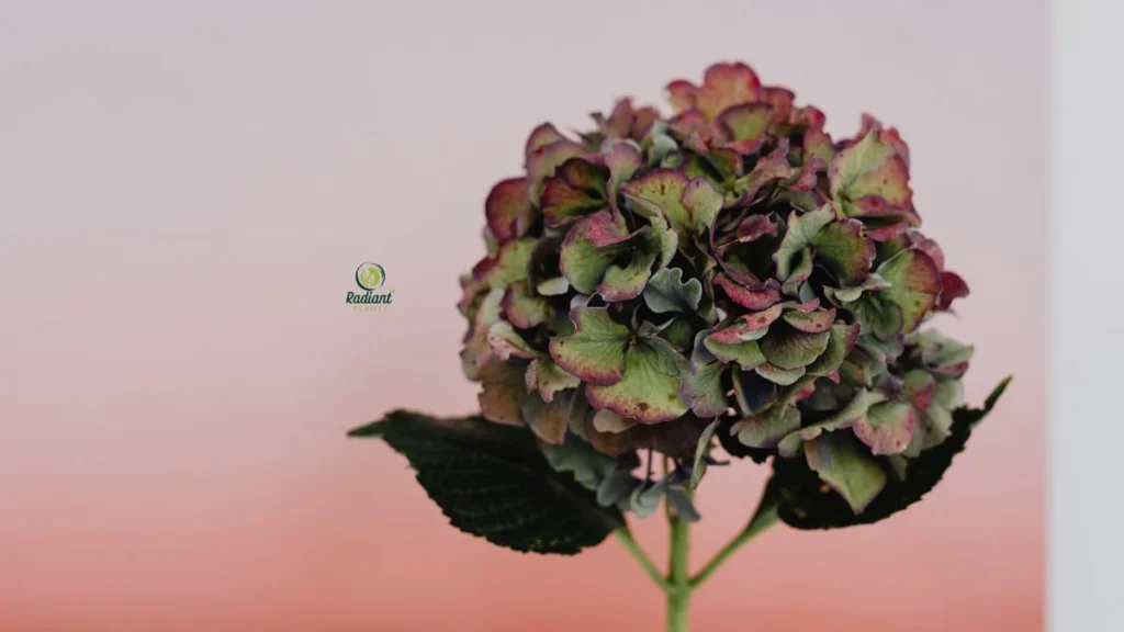 Care How to Keep Hydrangeas Thriving