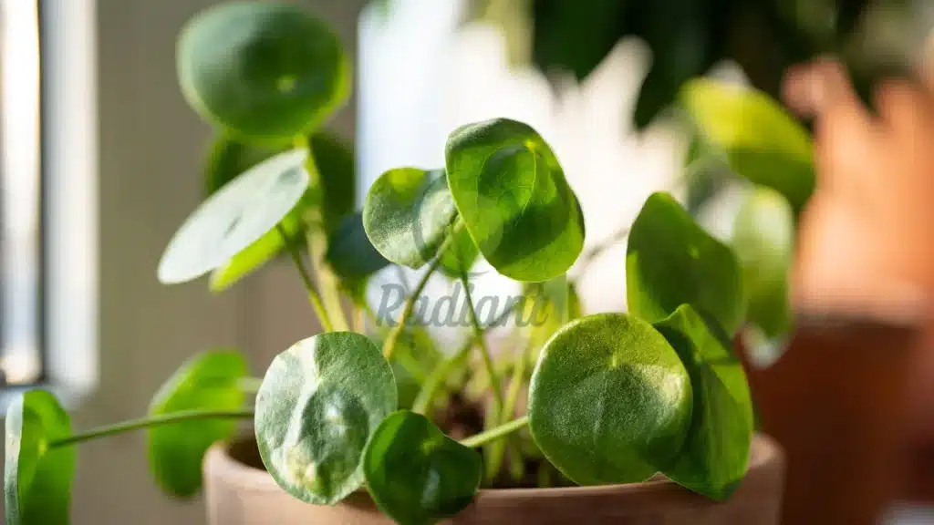 Chinese Money Plant Pilea peperomioides