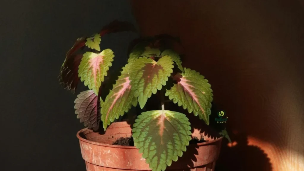 Coleus
