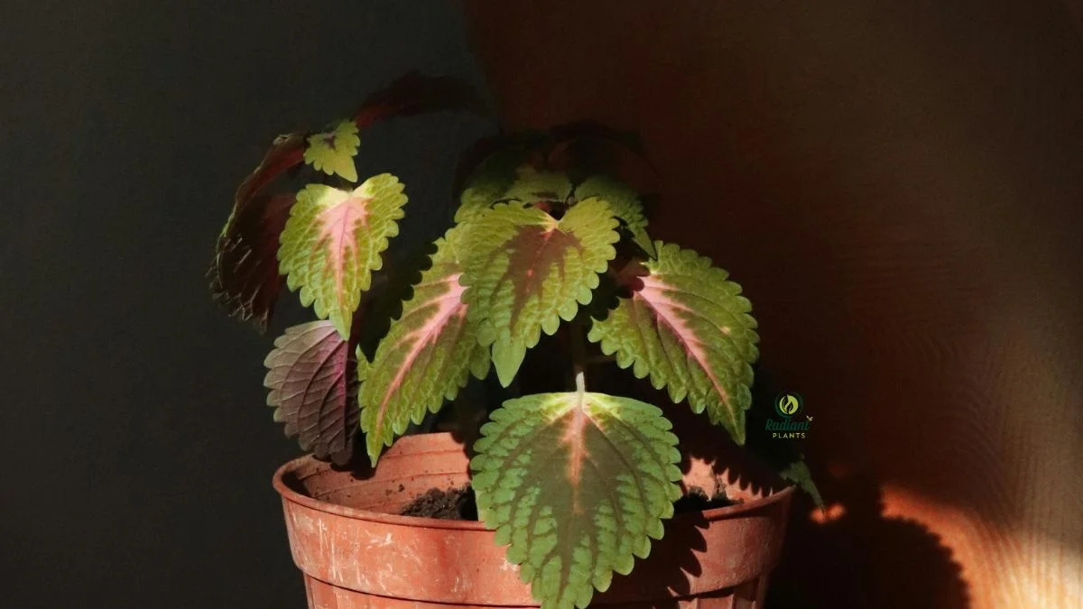 Coleus