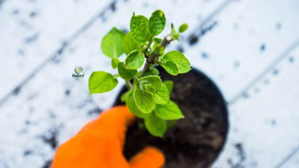 Common Planting Mistakes to Avoid