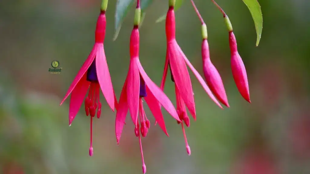 Fuchsia