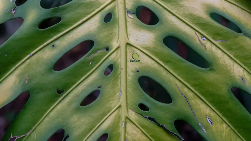 Healthy Variegated Monstera Deliciosa Foliage